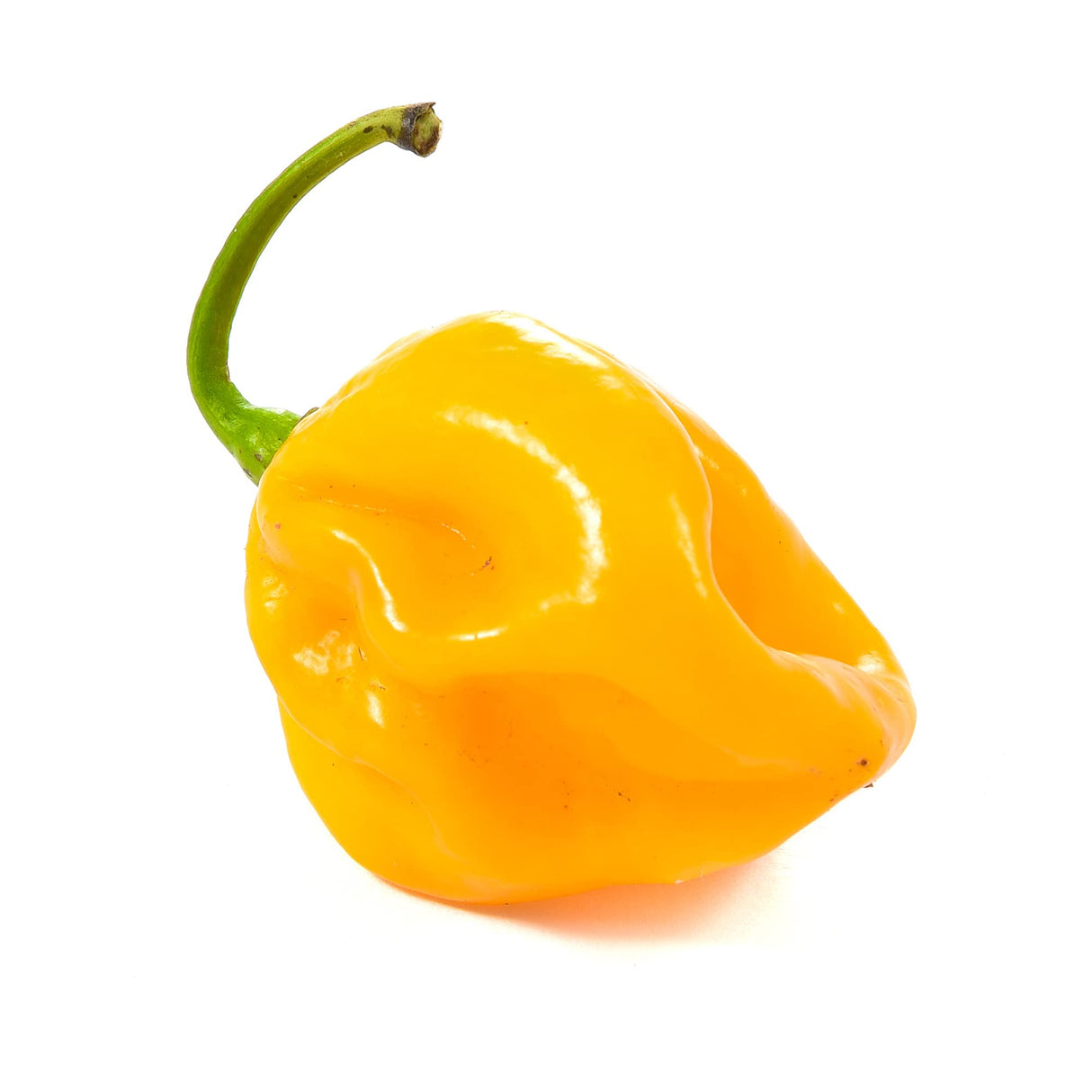 Caribbean Habanero Garden Seeds