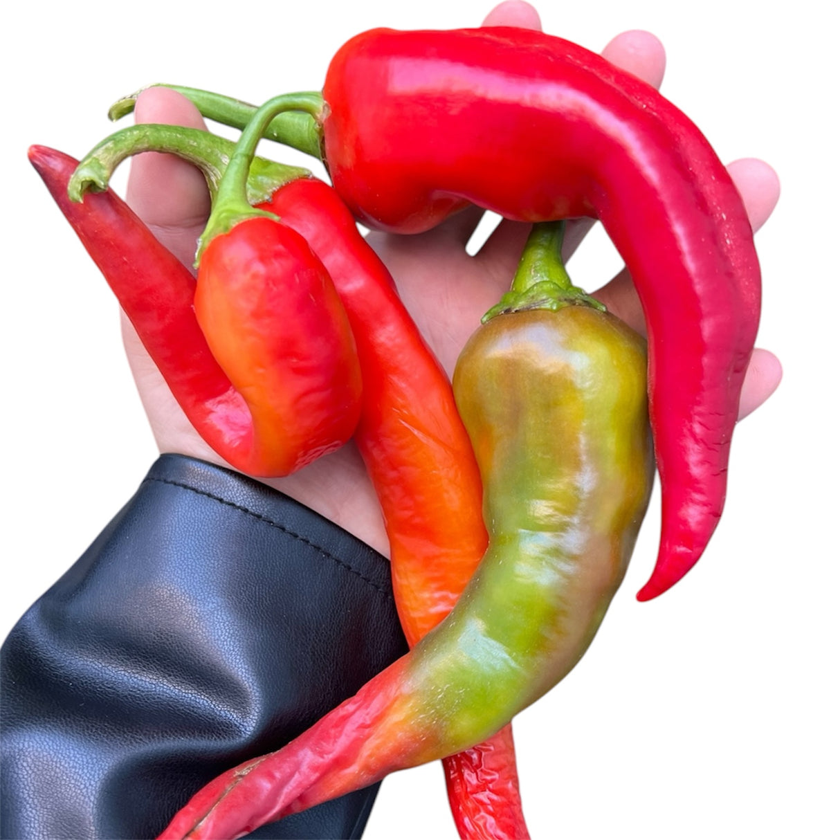 INFERNO Garden Seeds